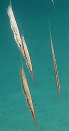 Sipadan_2015_Poisson rasoir_Centriscus scutatus_MG_3219_rc